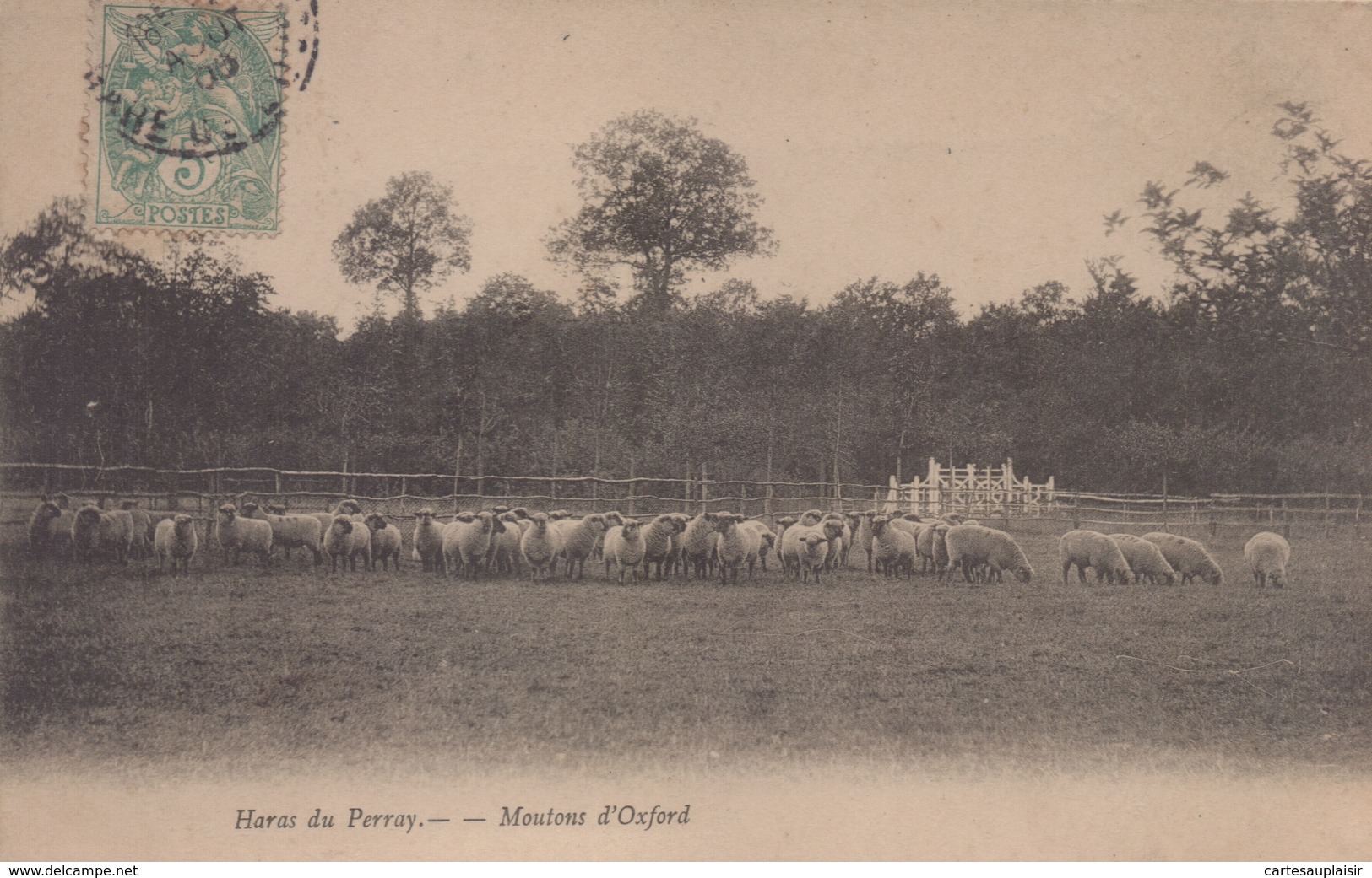 Le Perray-en-Yvelines : Haras Du Perray - Moutons D'Oxford - Le Perray En Yvelines