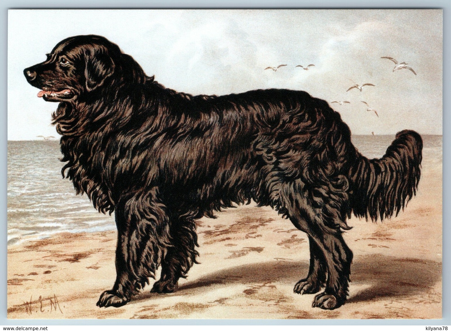 Newfoundland By Charles Barber Illustrated Book Of Dog 1881 New Postcard - Altri & Non Classificati