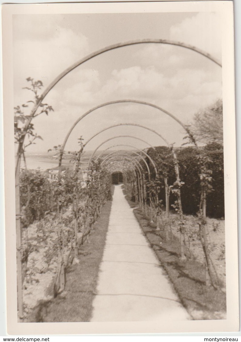 Vieux Papier  :   Région   Manche , Photo  Carteret  ? Granville ? Cherbourg ?  Roseraie , Rose - Non Classés