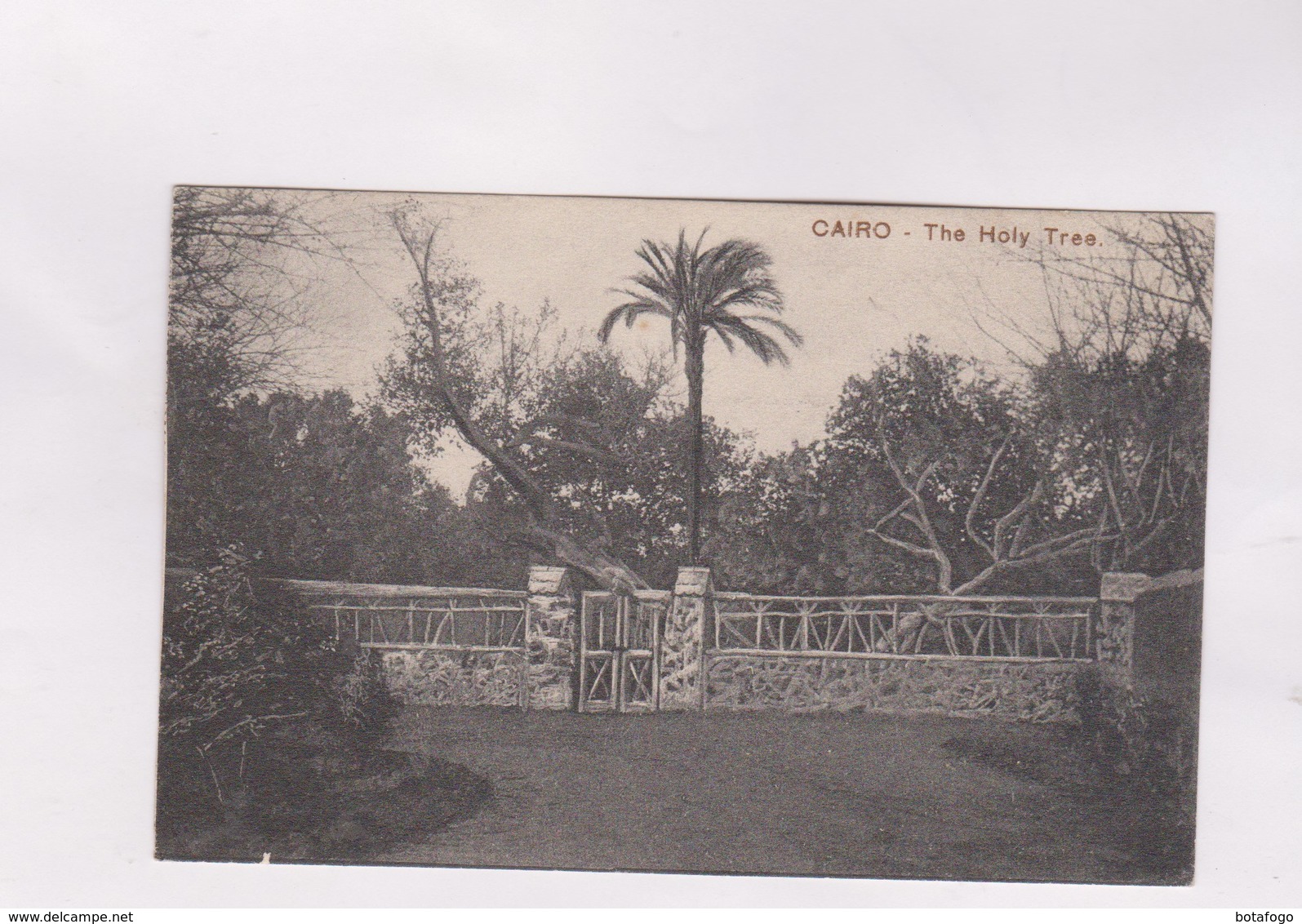 CPA LE CAIRE, THE HOLY TREE En 1918! - Le Caire