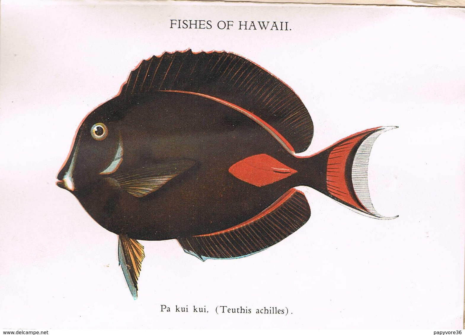 HAWAII - Carte Dépliante-The Waikiki Aquarium Honolulu - Hawaiian Fisherman-Affranchie 5 Cents F.Roosevelt 1920-Poissons - Autres & Non Classés