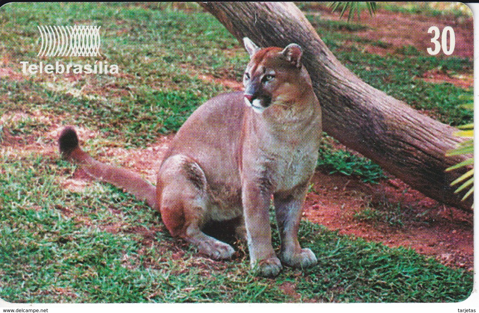 TARJETA DE BRASIL DE UN PUMA - Brazil