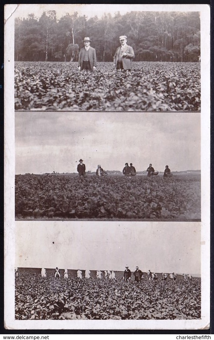 RARE ! CARTE PHOTO * FIRME VANMARCKE & MEGANCK KOEKELBERG * CULTIVEURS DE POMMES DE TERRE EN POLOGNE !! Voir 3 Scans - Koekelberg