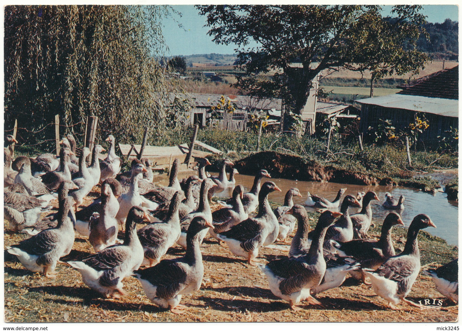 L'élevage Des Oies En Gascogne - Fermes