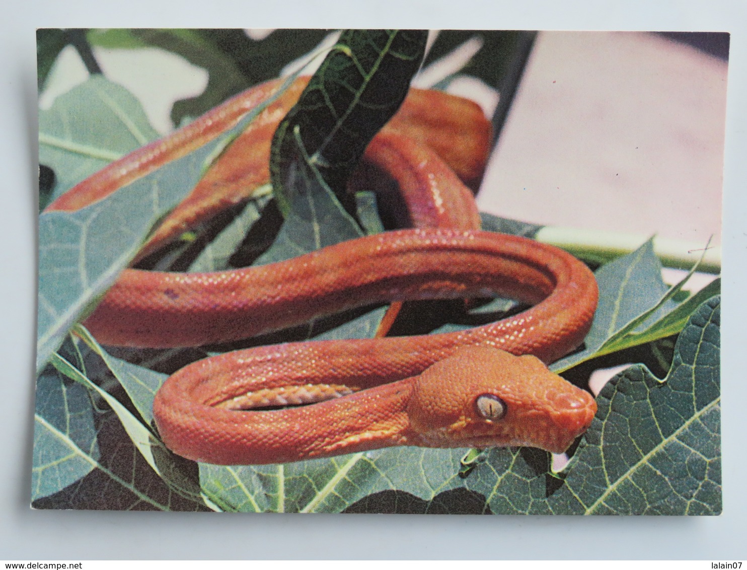 Carte Postale : Faune De GUYANE : BOA COOK, Corallus Enydris - Otros & Sin Clasificación