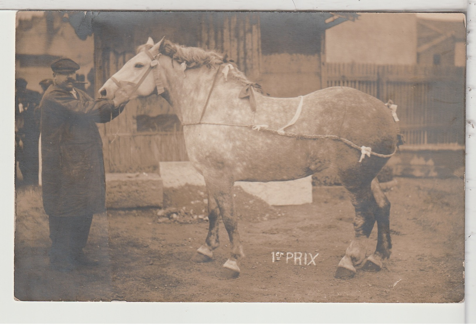 AGRICULTURE - CHEVAL - 1er Prix  - CARTE PHOTO - Lieu à Identifier - Elevage