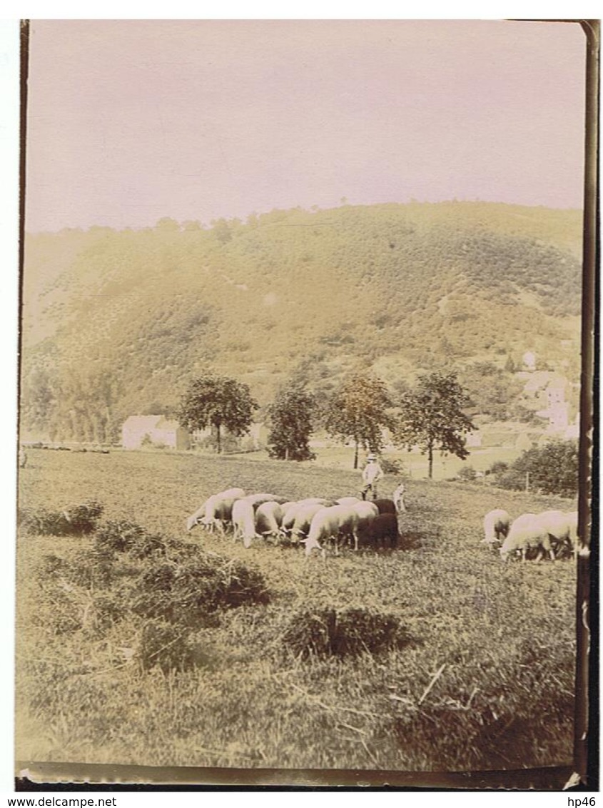 Esneux. Tilff. Les Moutons De Méry - Esneux