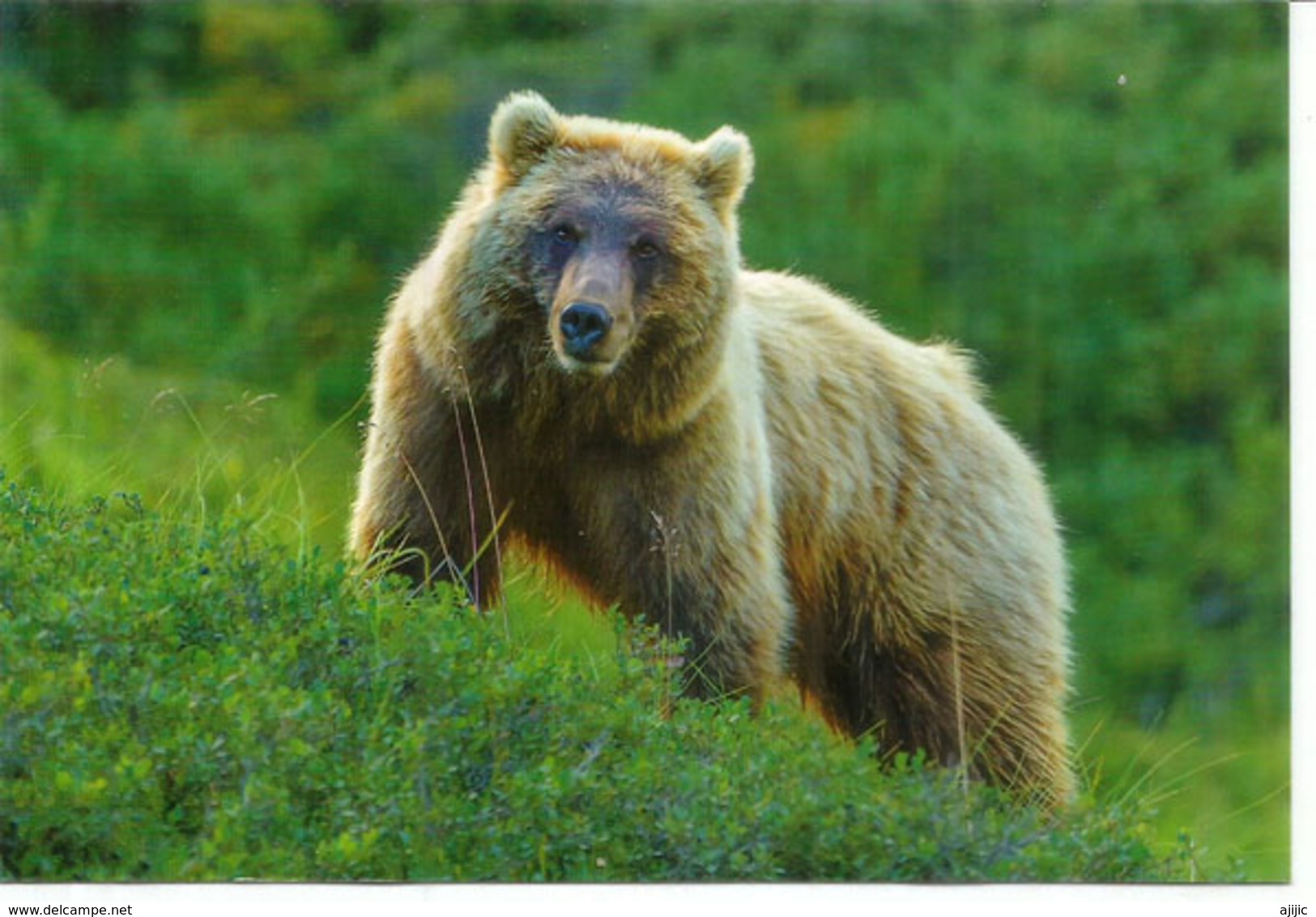 North Pole Station Postmark (Alaska), Alaskan Grizzly Bear, Postcard North Pole Sent To Andorra,with Arrival Postmark - Stations Scientifiques & Stations Dérivantes Arctiques