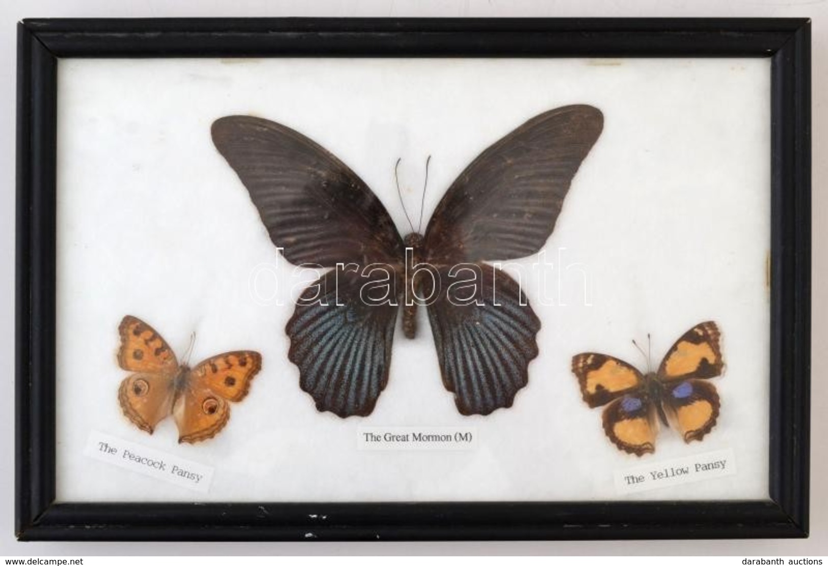 3 Db Pillangópreparátum, üvegezett Keretben, 15×23 Cm - Sonstige & Ohne Zuordnung