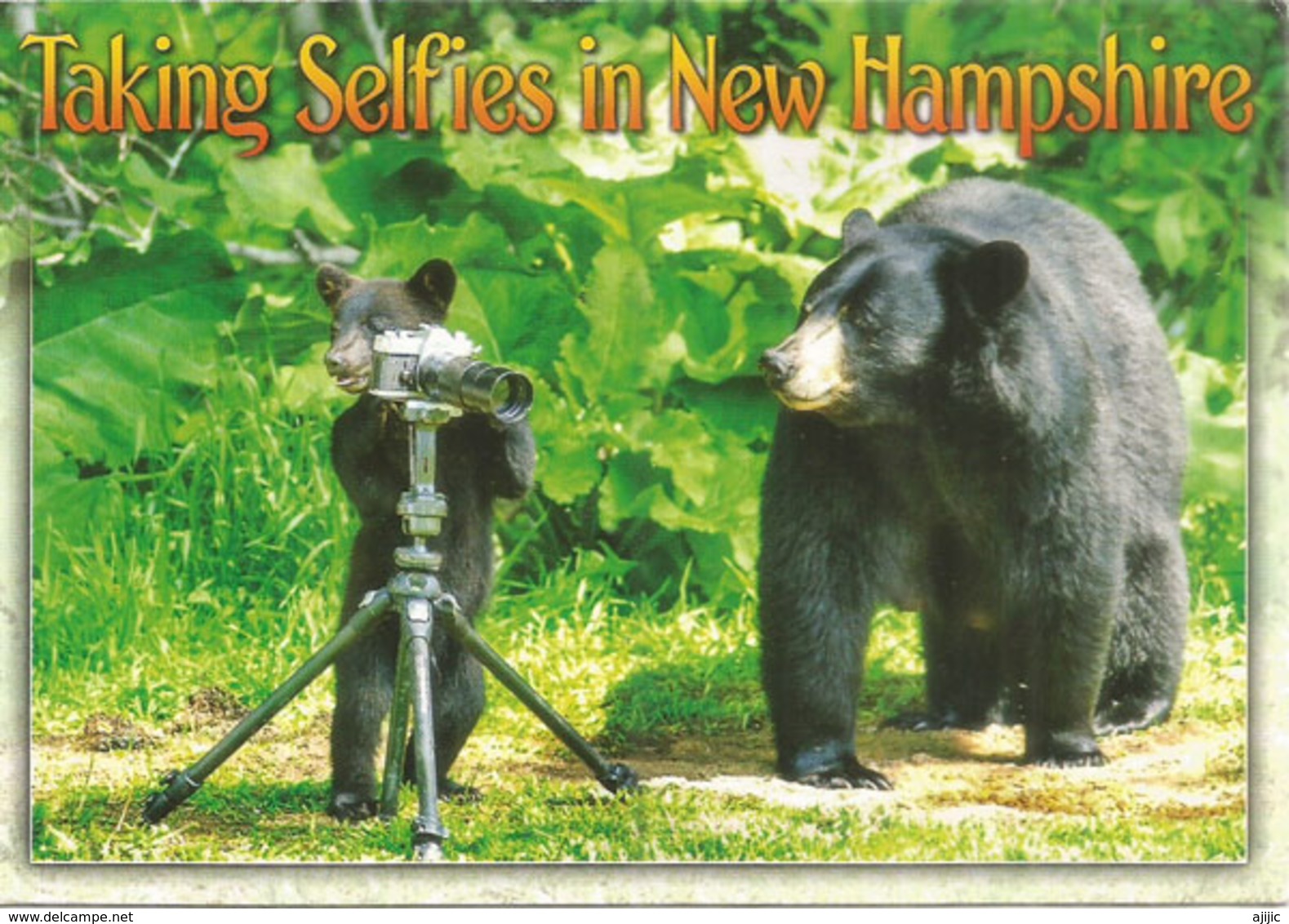 Taking Selfies In New-Hampshire (USA), Postcard Sent To Andorra,with Arrival Postmark - Ours