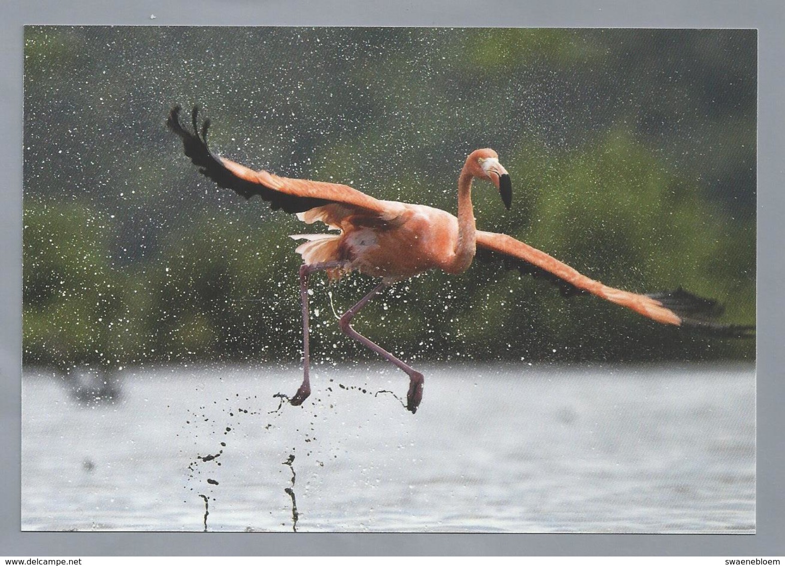 NL.- Rode Flamingo, Caribbean Flamingo, Phoenicopterus Ruber. Met Postzegel Opdruk Bonaire $0.88. Ongelopen. - Vogels