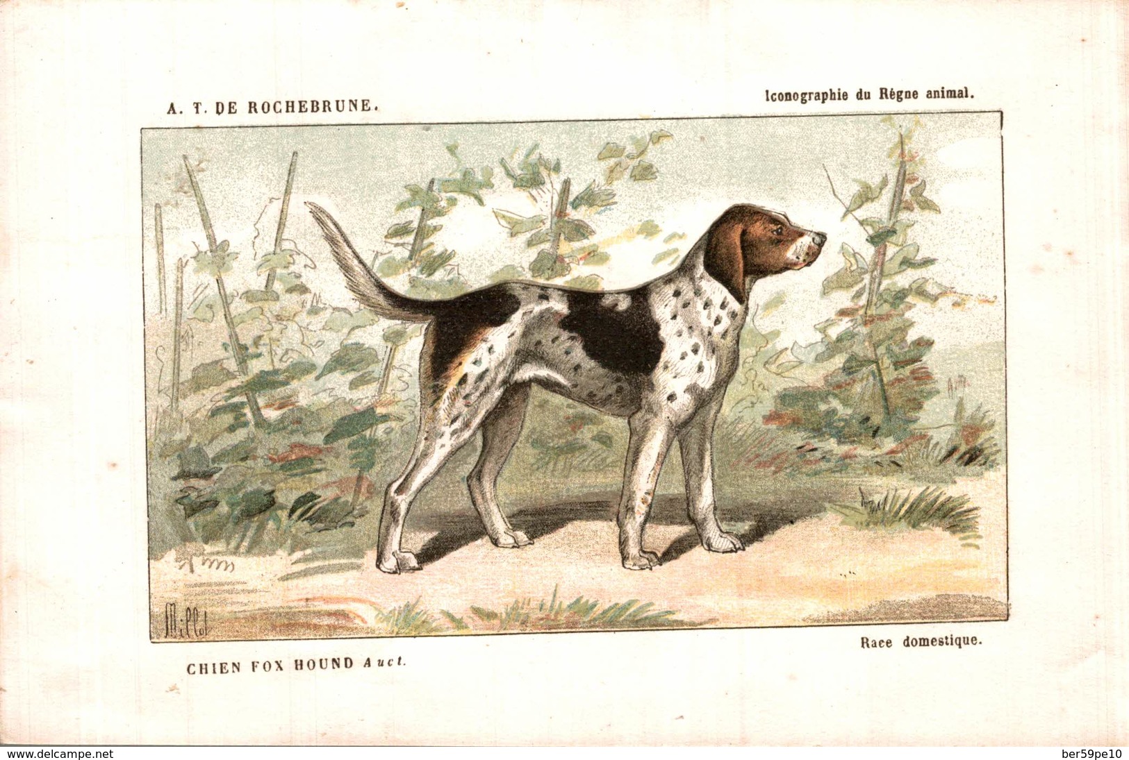 CHROMO DESSIN DE MILLOT A. T. DE ROCHEBRUNE RACE DOMESTIQUE  CHIEN  FOX HOUND - Sonstige & Ohne Zuordnung