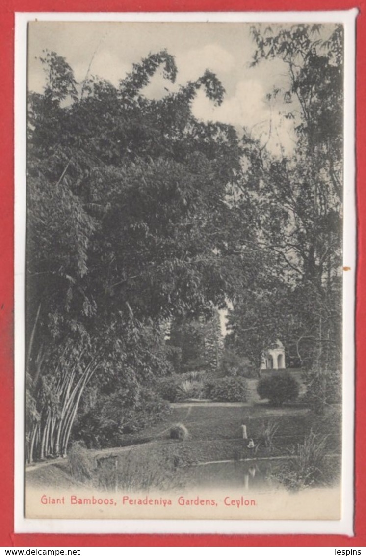 ASIE  - SRI LANKA -- Ceylon - Giani Bamboos, Peradeniya - Sri Lanka (Ceylon)