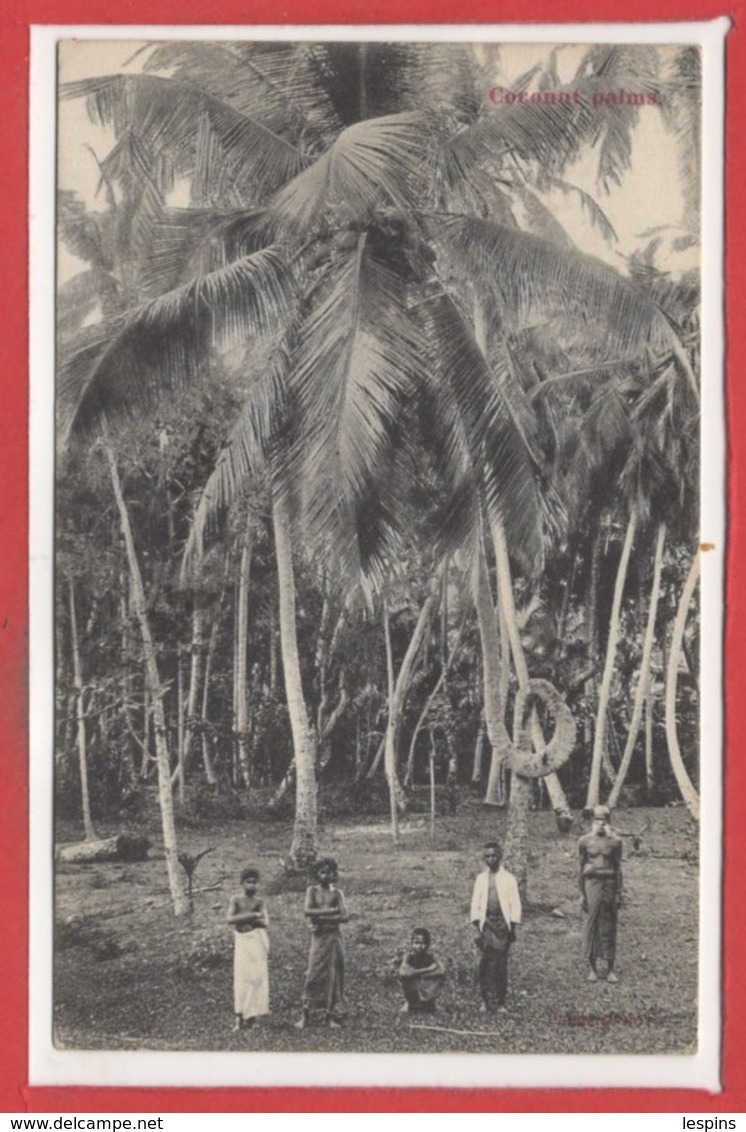 ASIE  - SRI LANKA -- Ceylon - Coconut Palma - Sri Lanka (Ceylon)