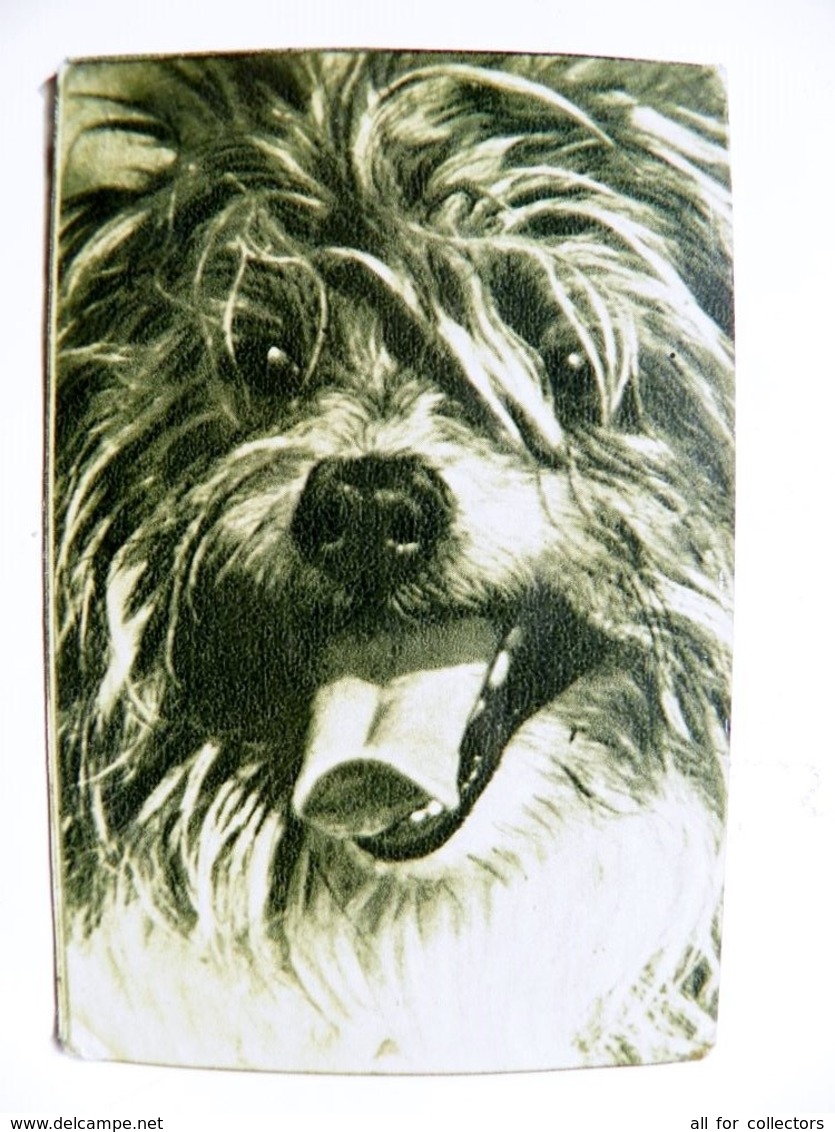 Small Calendar Pocket 1979 Year From Ussr Animal Dog Chien Latvia - Tamaño Pequeño : 1971-80