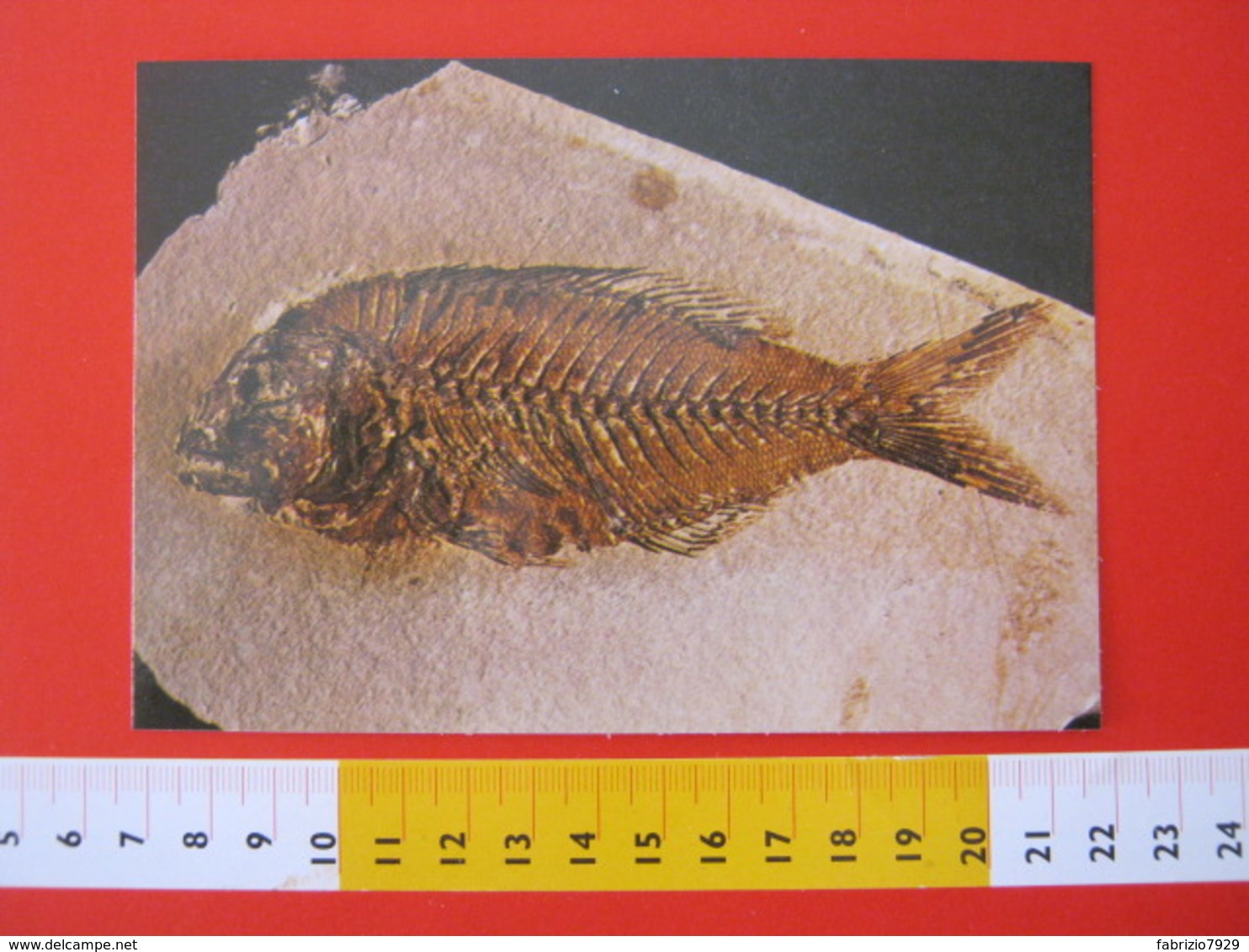 CA.16 ITALIA CARD - 1980 TORINO MUSEO STORIA NATURALE DON BOSCO PESCE FOSSILE FOSSIL EOCENE BOLCA VERONA - Pesci E Crostacei