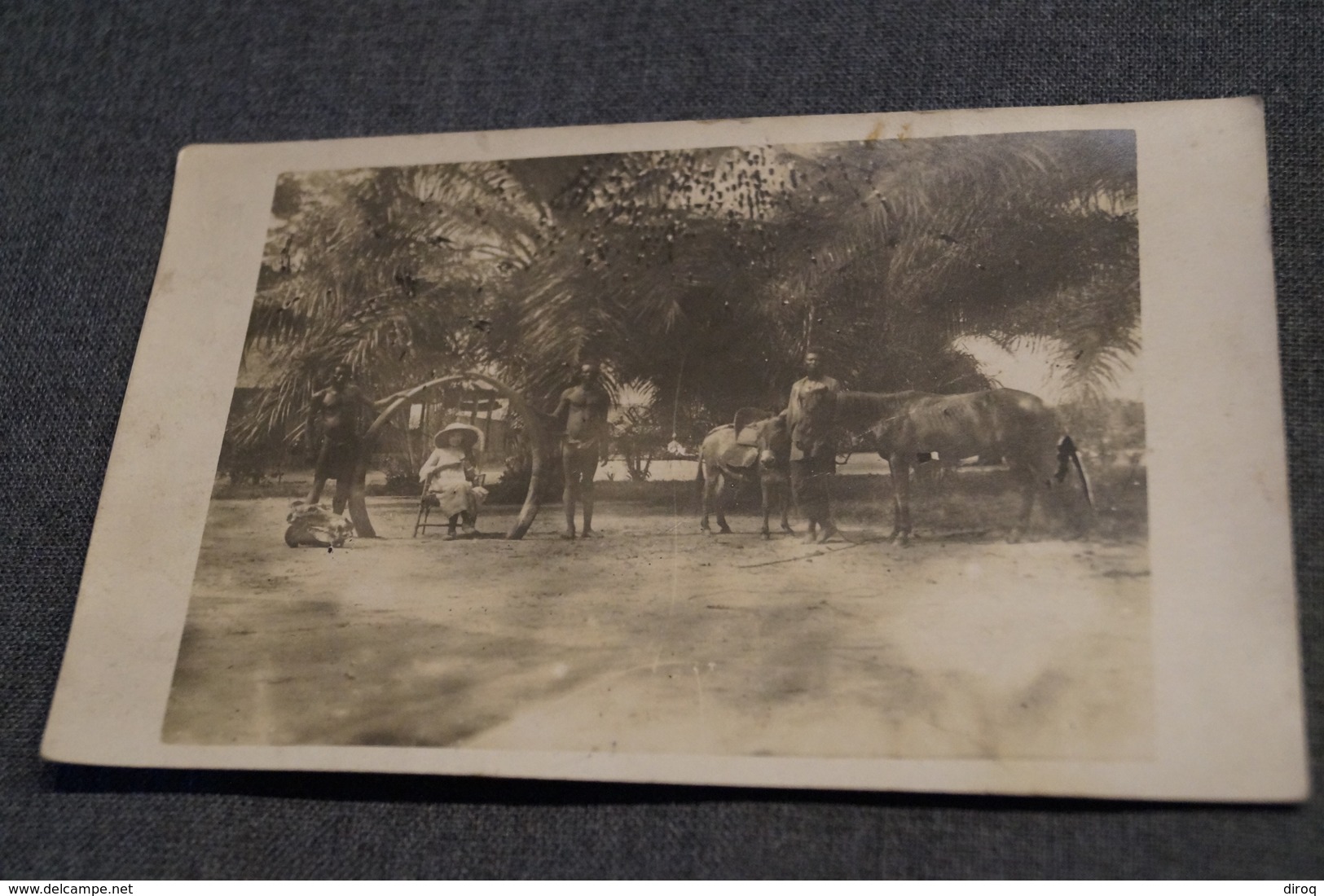 Ancienne Photo Originale,défense D'éléphant,animé,époque Congo Belge 1930,Afrique,RARE Photo Format Carte Postale - Anciennes (Av. 1900)