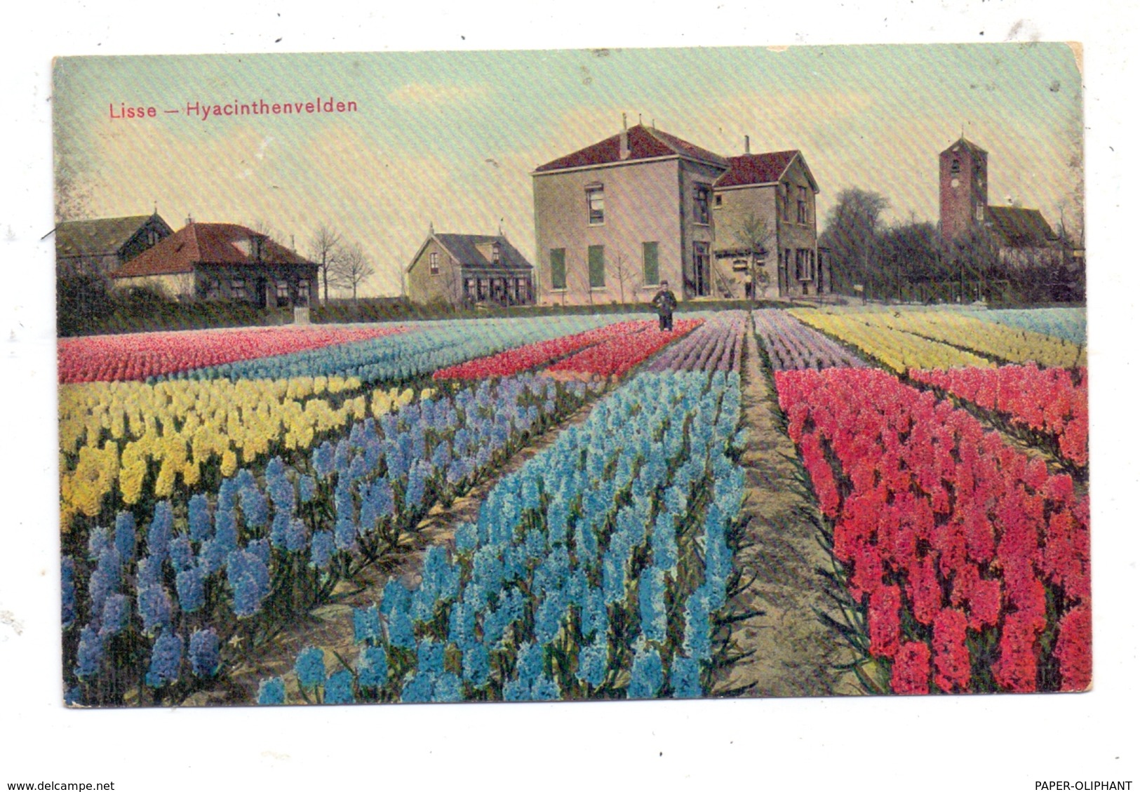 ZUID-HOLLAND - LISSE, Hyacinthenvelden, Trenkler - Leipzig - Lisse