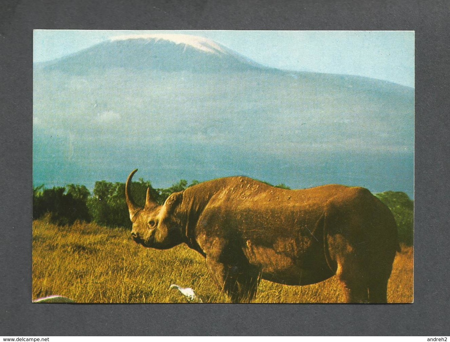 ANIMAUX - ANIMALS - RHINOCEROS - KILIMANJARO IN THE BACKGROUND - ÉDITION EAST AFRICA - Rhinocéros