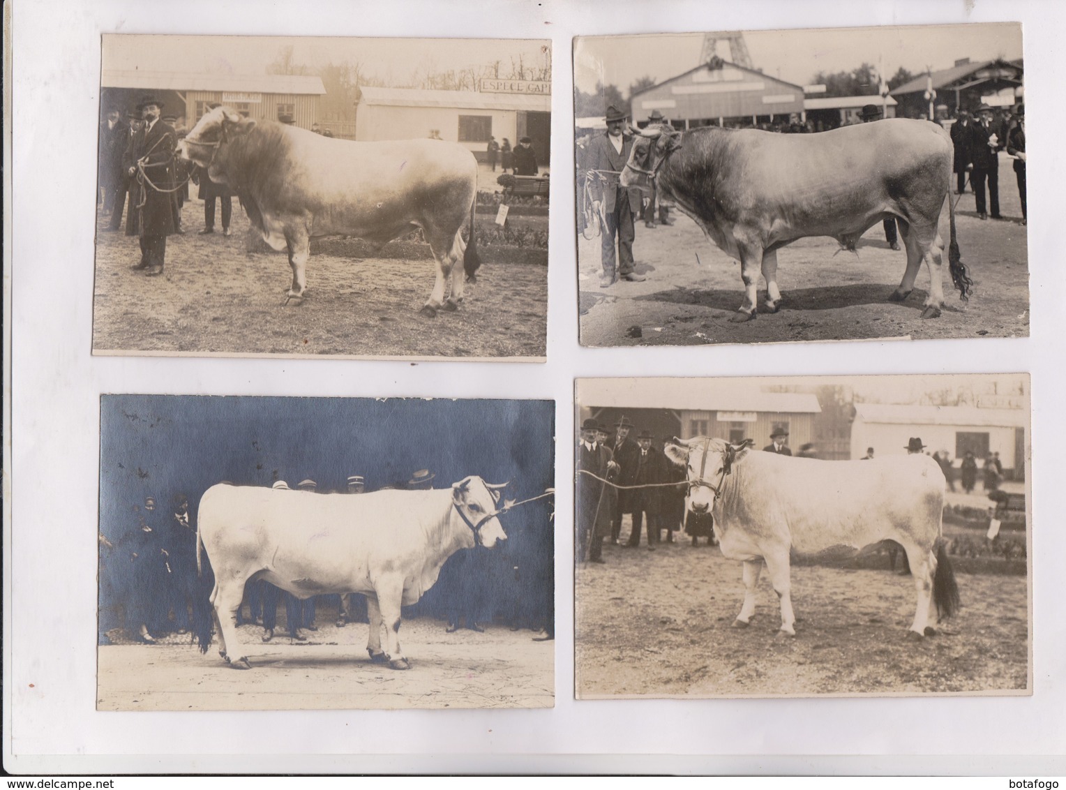 4 CARTES NON POSTALES  PHOTO VACHES  DANS UN CONCOURS - Vaches