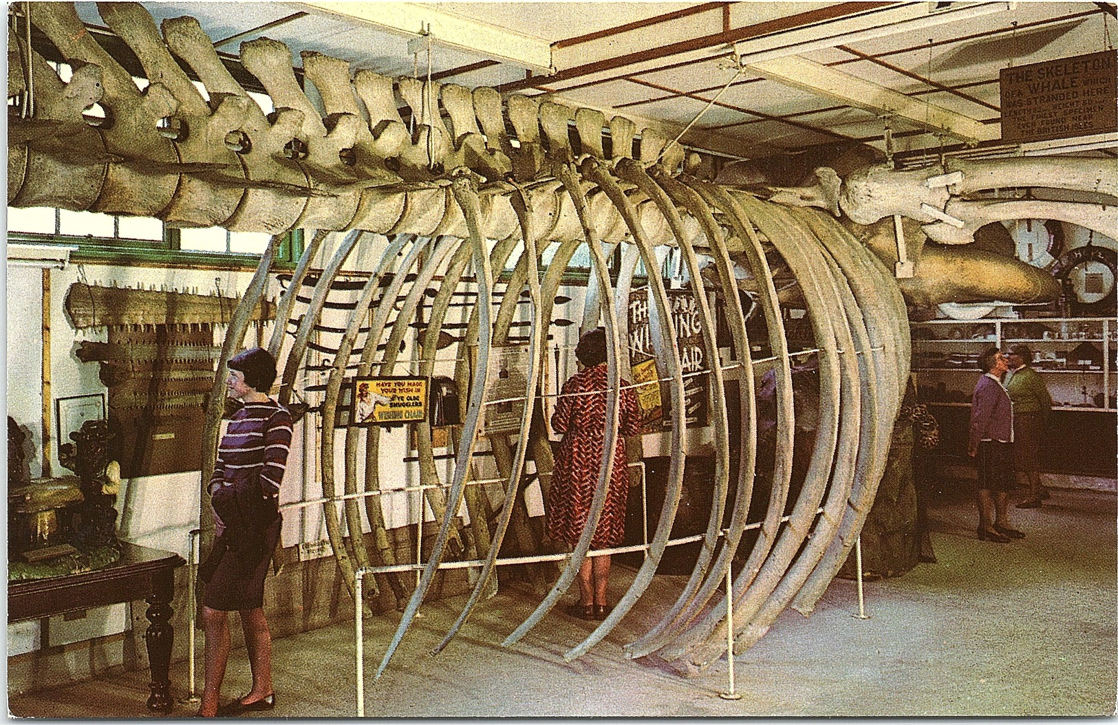 The Whale's Skeleton, Blackgang Chine, Isle Of Wight - Autres & Non Classés