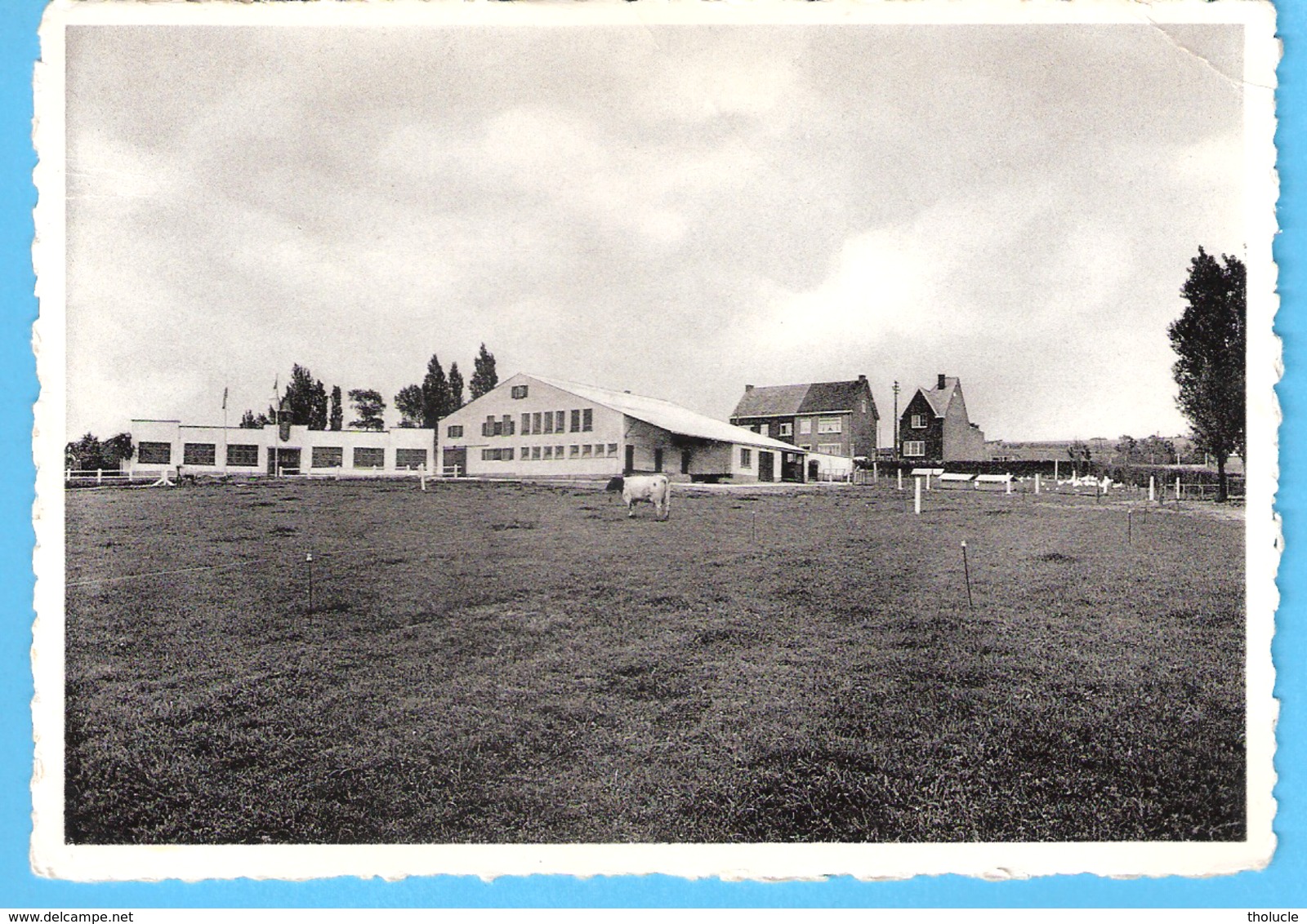 Oudenaarde-Audenarde-+/-1960-Midd.Landbouwschool-Schoolhoeve (School Hoeve)-Achterzijde-Koe-vache - Oudenaarde