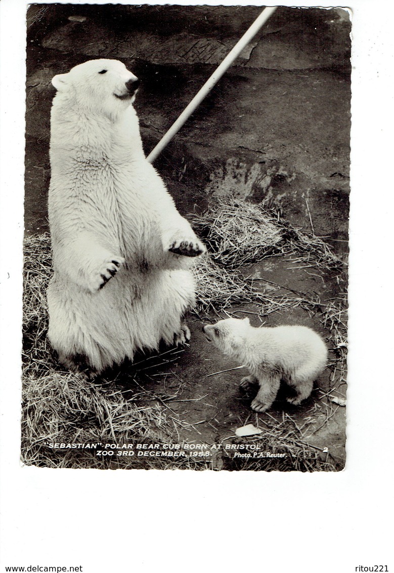 Cpm - SEBASTIAN Polar Bear Cub Born At BRSITOL - ZOO - 1958 - OURS OURSON - Ours