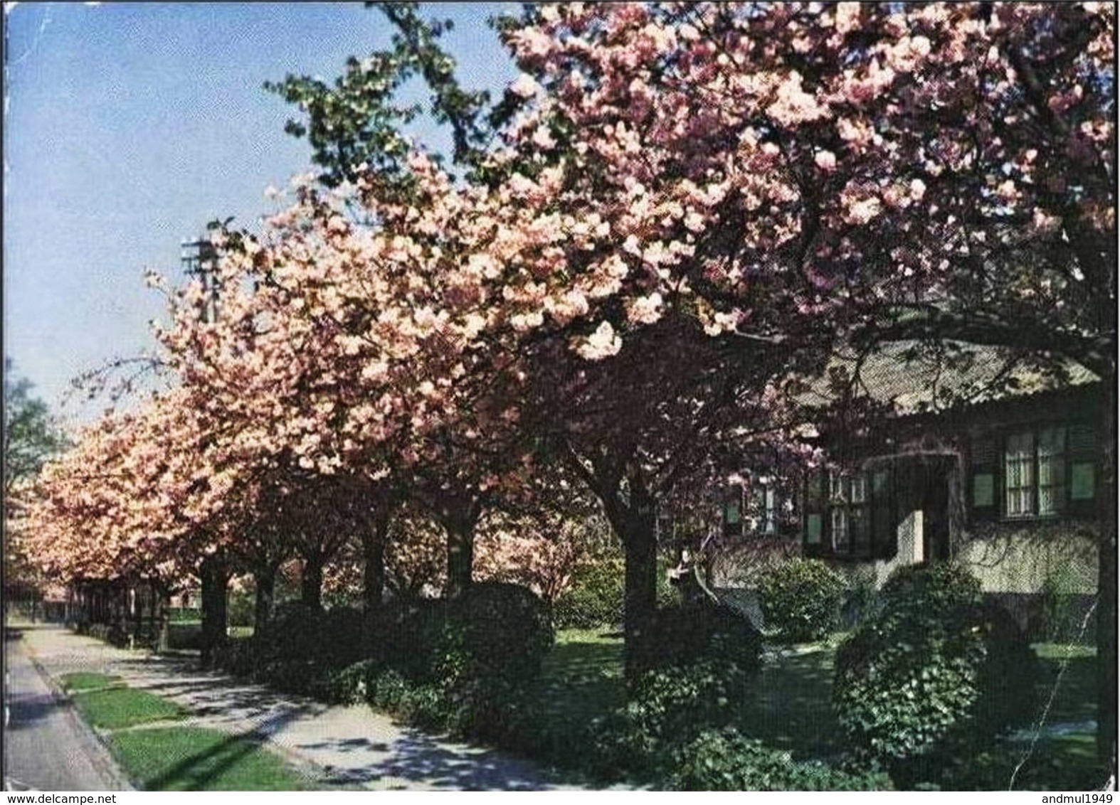 BOITSFORT - Le Logis - Cerisiers En Fleurs - Watermael-Boitsfort - Watermaal-Bosvoorde