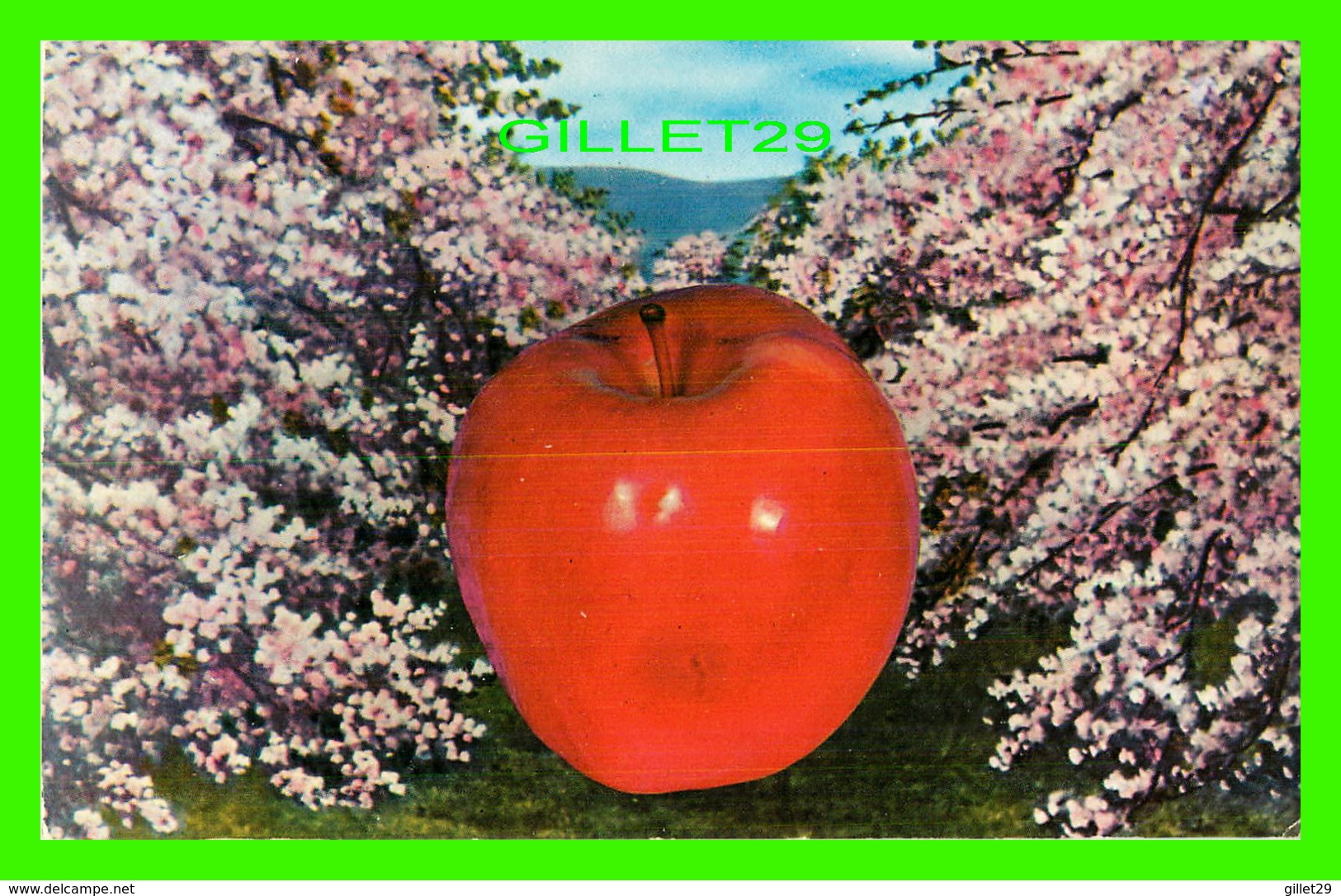 ADVERTISING, PUBLICITÉ - APPLE ORCHARD, POMMERAIE - WORLD WIDE SALES AGENCIES LTD - - Publicité