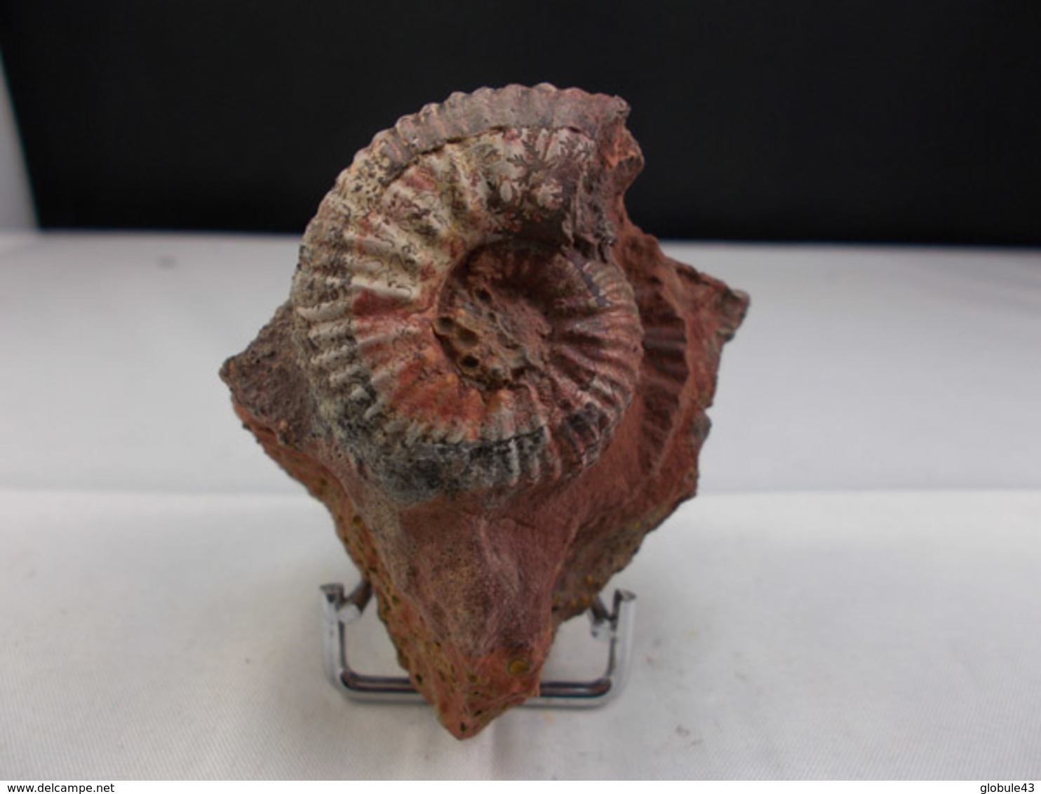 AMMONITE SUR GANGUE 5 X 4 CM MONTS DU LYONNAIS - Fossiles