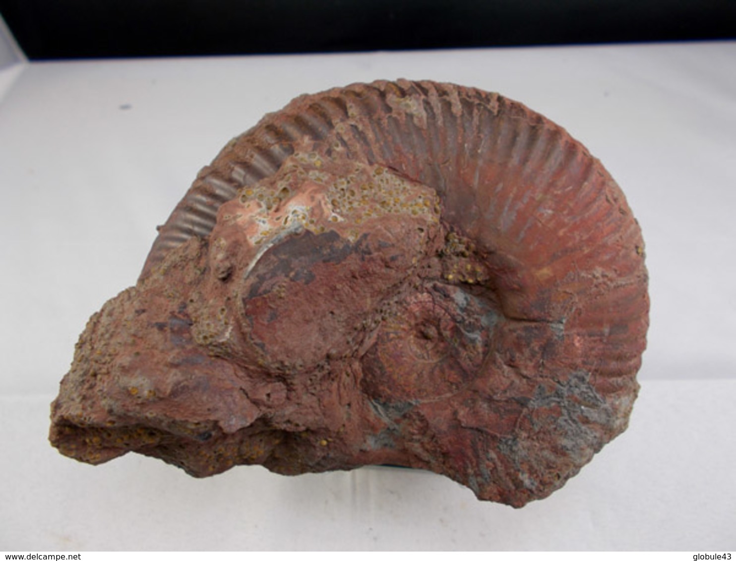 AMMONITE 10 X 8 CM MONTS DU LYONNAIS - Fósiles