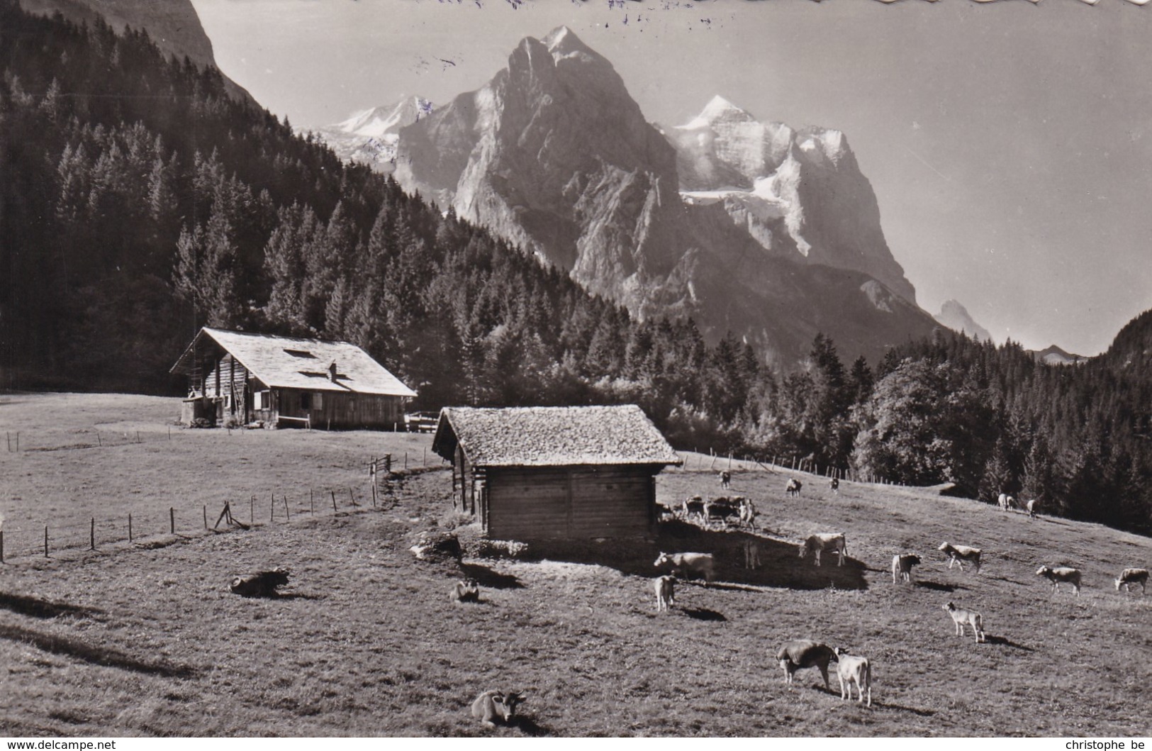 Rosenlaui, Well Und Wetterhorn (pk56796) - Horn