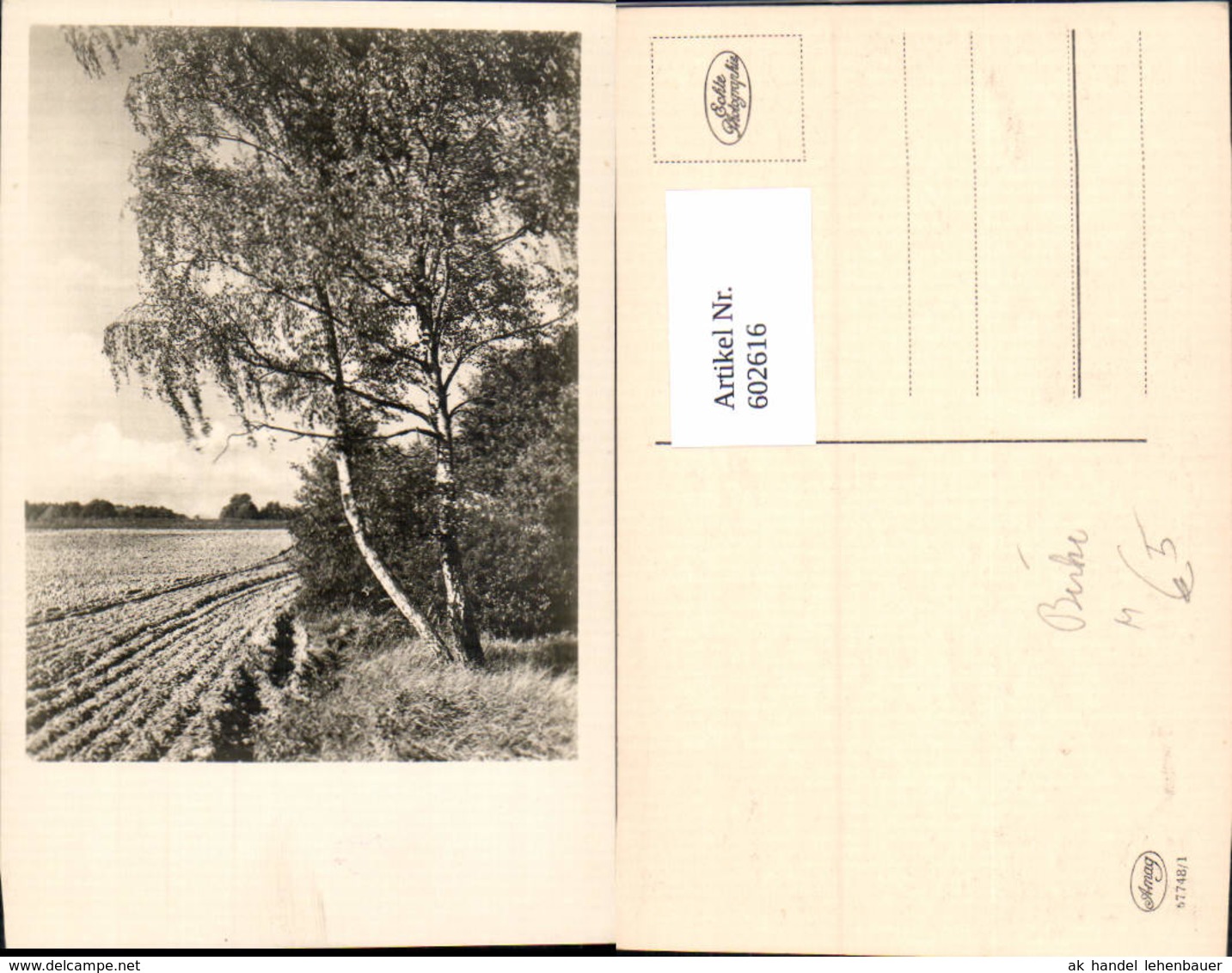 602616,Foto Ak Birke Baum Landschaft - Sonstige & Ohne Zuordnung