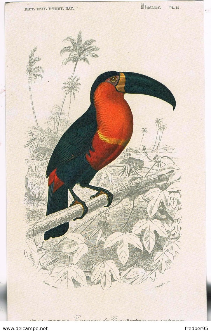 Planche En Couleur Oiseaux Fournier Sc.  Grimpeurs Toucab Du Para - Estampes & Gravures