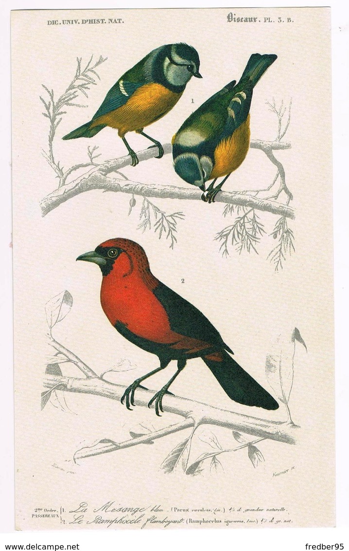 Planche En Couleur Oiseaux Fournier Sc.  Passereaux - La Mésange - Le Ramphocele Flamboyant - Estampes & Gravures