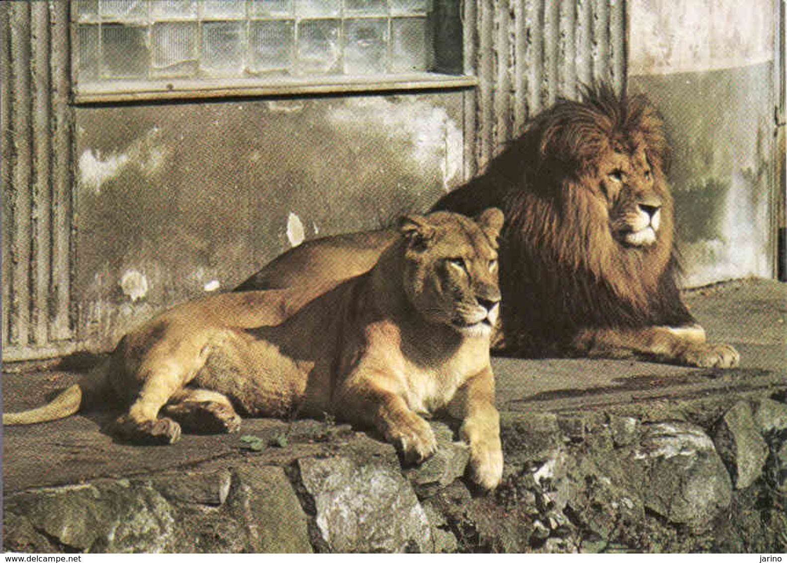 Lion , Löwe, Leon Unused - Lions