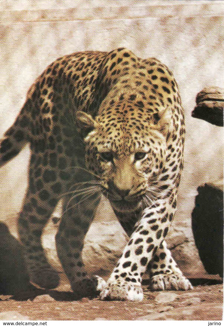 Leopard, Levhart Unused - Lions