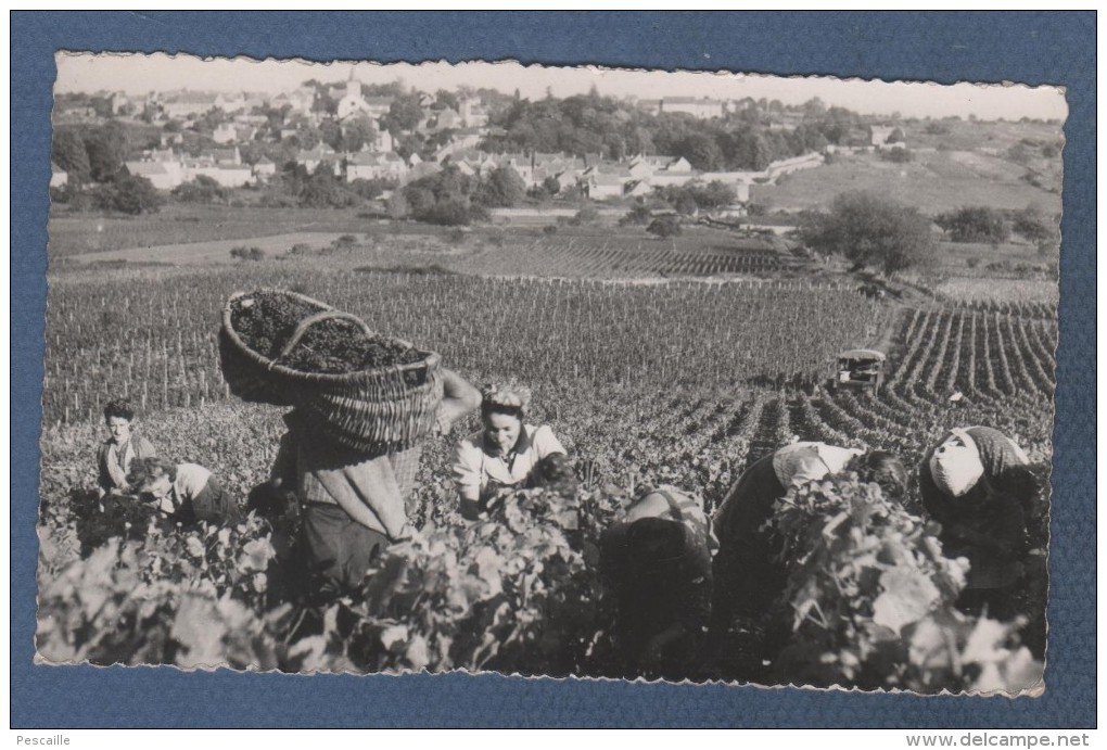 21 Monthélie Vue Des Duresses - CP ANIMEE  EN BOURGOGNE - LES VENDANGES - PHOTO COLLIN à TANNAY 58 N° 1482 - Meursault