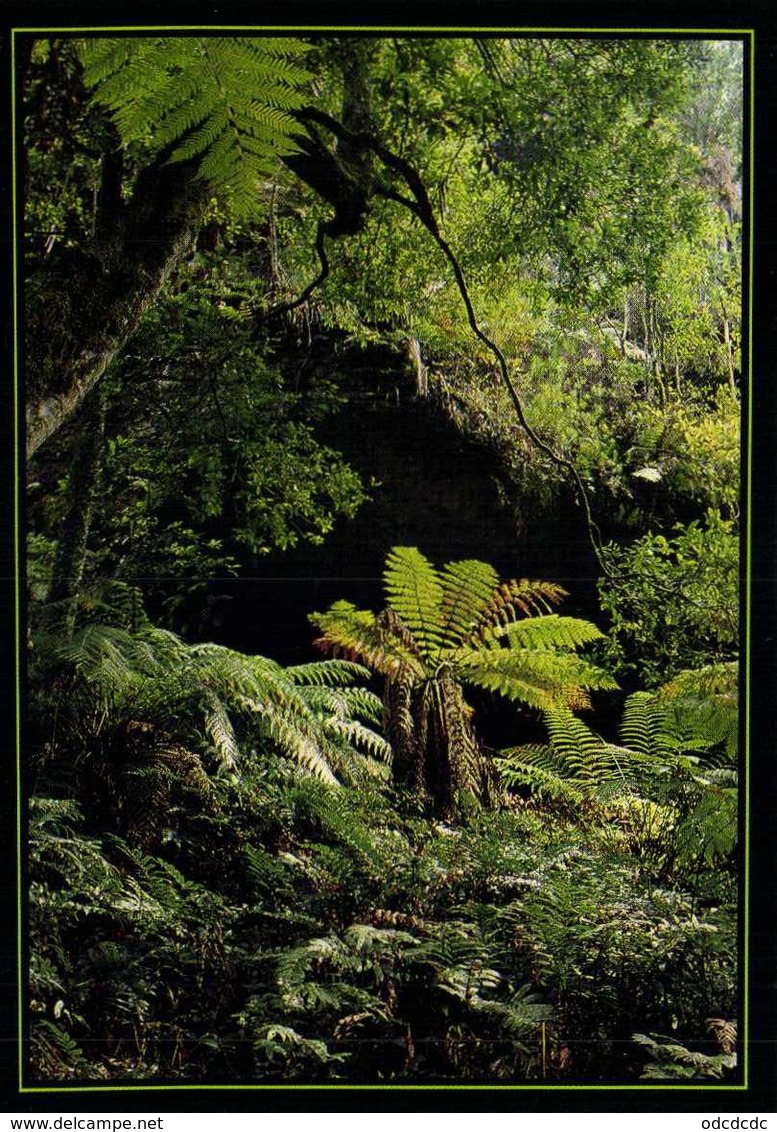 Ferns In Grand Canyon Blue Mountains NSW  Austrakia RV Beau Timbre (Papillon) - Autres & Non Classés