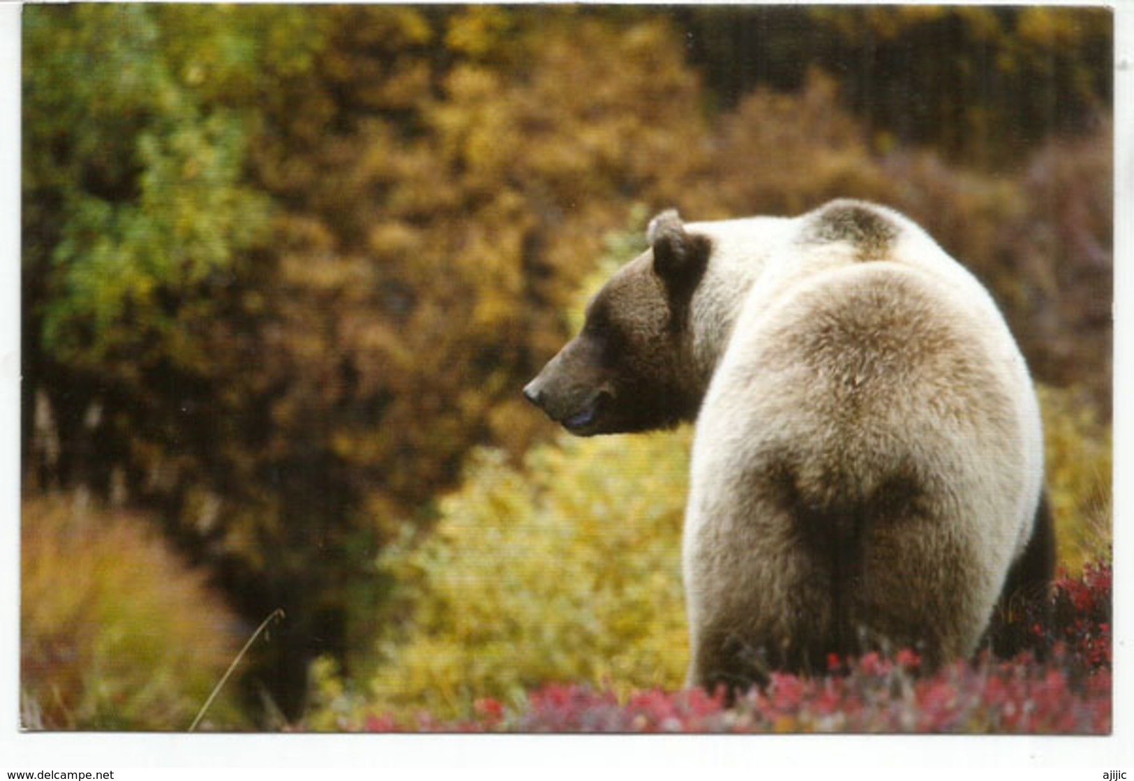 Ours Grizzly Américain, Carte Postale USA Envoyée Andorra, Avec Timbre à Date Arrivée. Deux Photos - Bears