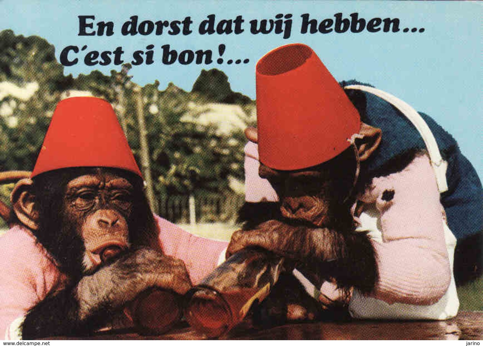 Monkey, Singe, Affe, Jardin Zoologique De Gue Gallet, Sigy Le Chatel, ZOO, Used - Singes