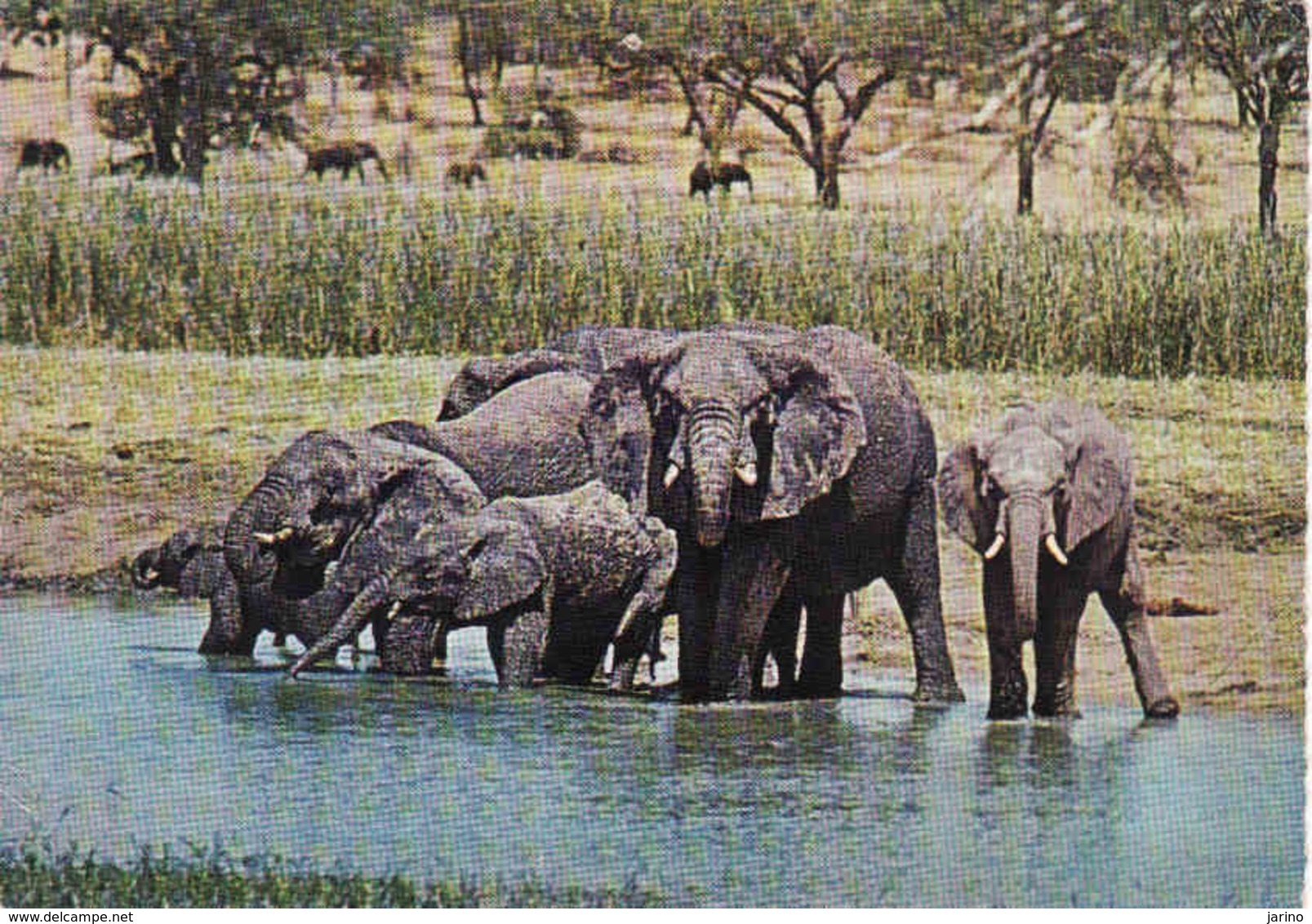 Elephant,  Elephant, Elefant, Used - Éléphants