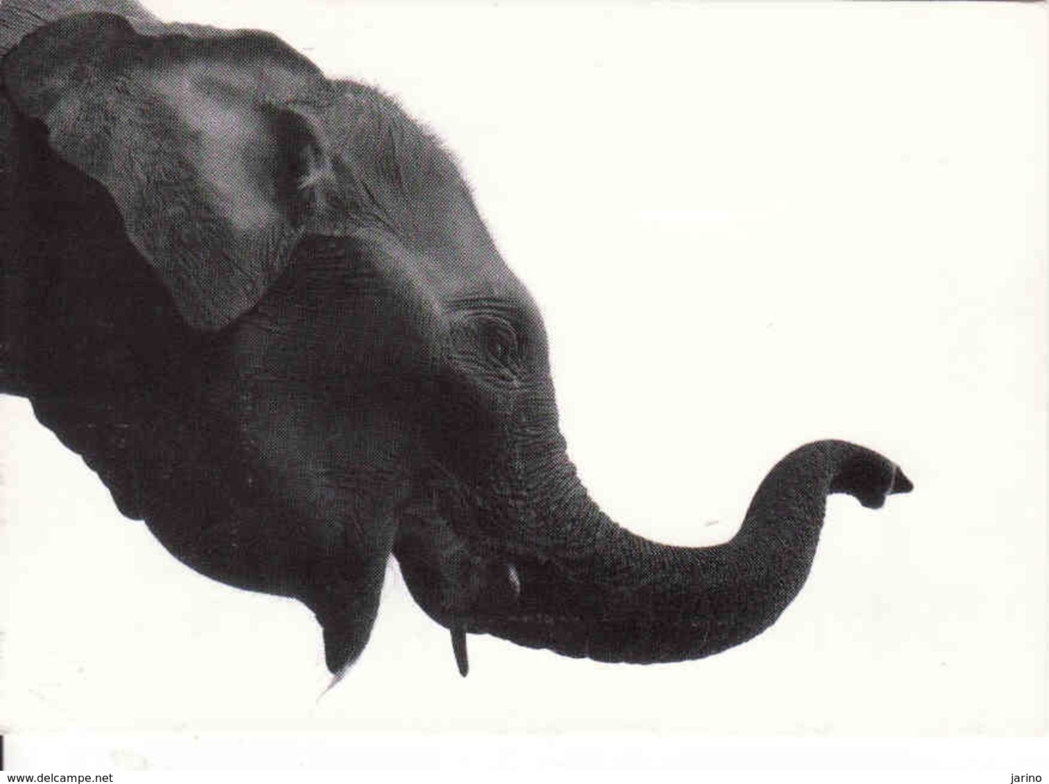 Elephant,  Elephant, Elefant, Unused - Éléphants