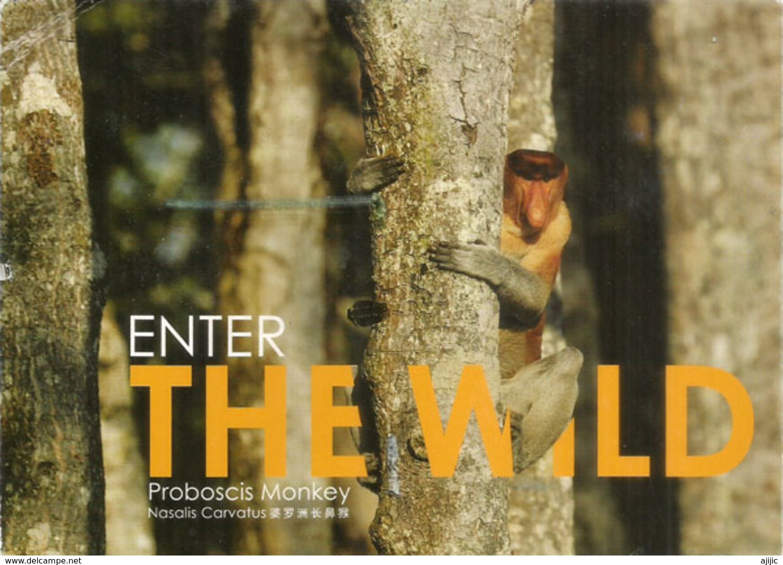 Proboscis Monkey, Sabah, Malaysia, Postcard Borneo Sent To Andorra, With Arrival Postmark - Monos