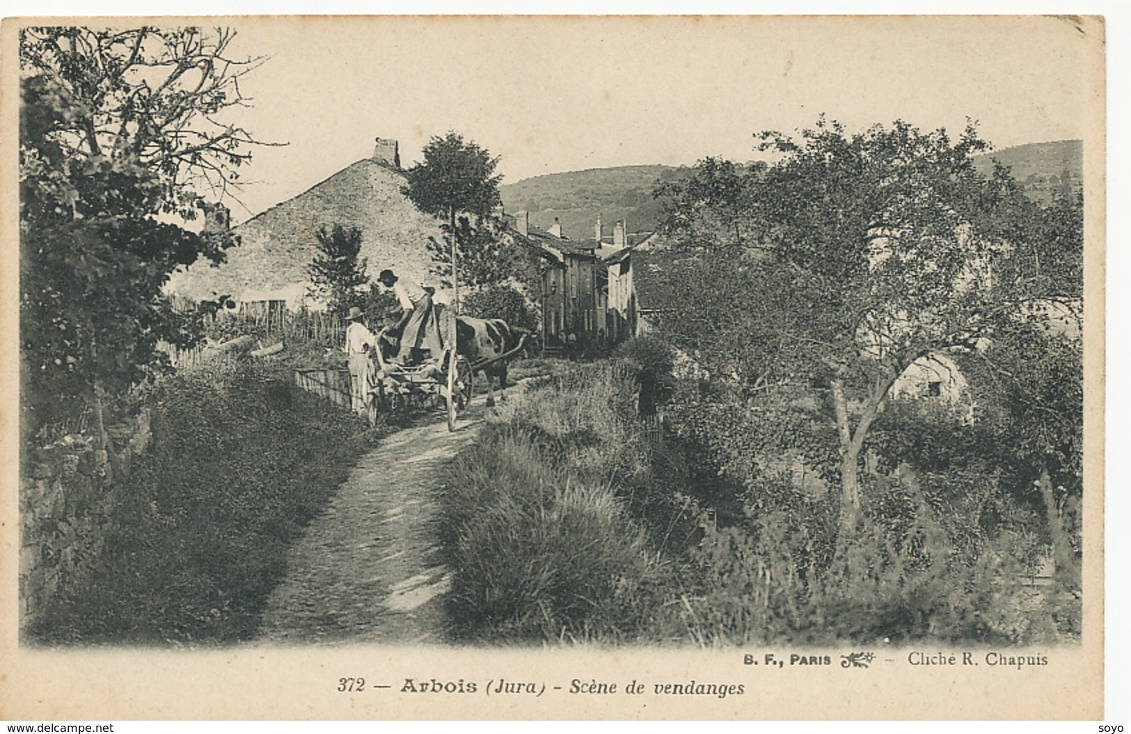 Scene De Vendanges à Arbois Jura .  Attelage De Boeuf - Vignes