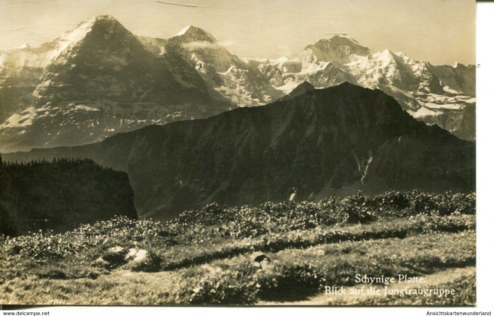 007230  Schynige Platte - Blick Auf Die Jungfraugruppe - Other & Unclassified