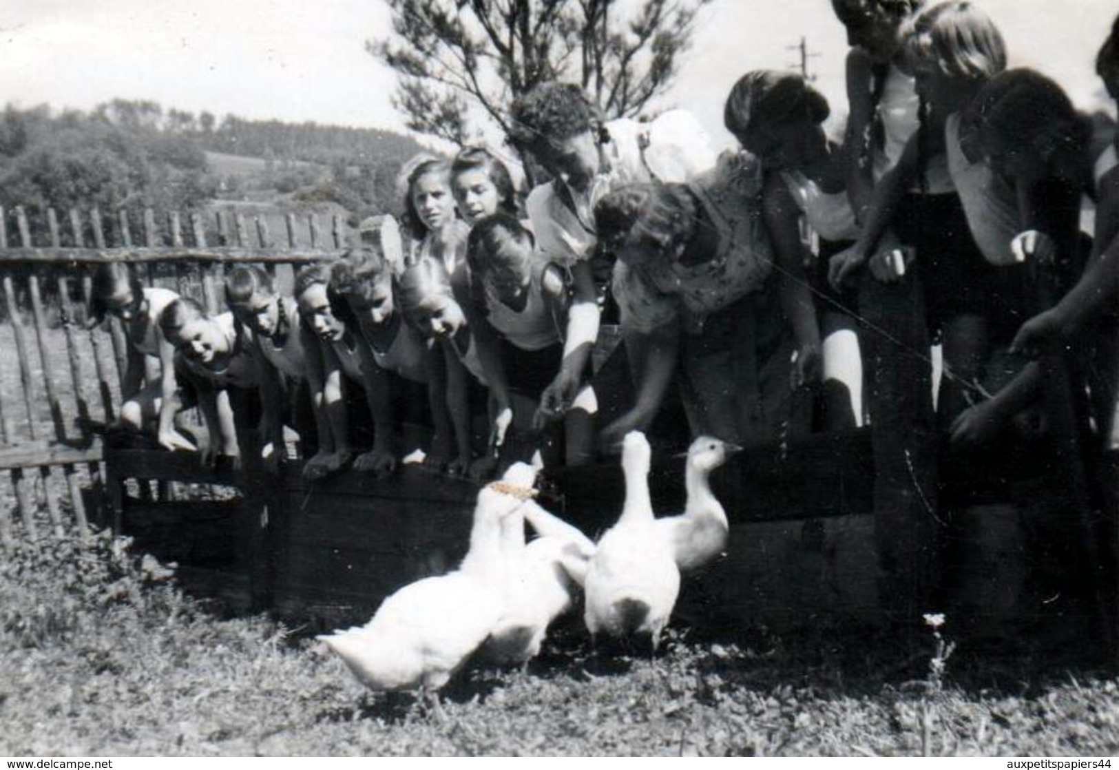 3 Photos Originales Guerre 1939-45 Jeunes Filles Du III Reich & Bund Deutscher Mädel (BDM) Nazisme & Endoctrinement - Guerre, Militaire