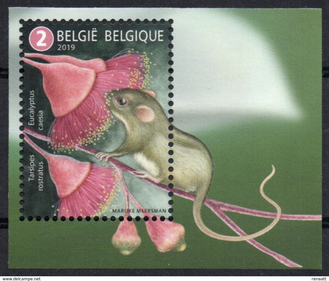 Belgium 2019 MNH, Australia Pollinator, Eucalyptus Caesia, Honey Possum (Tarsipes Rostratus) - Alberi