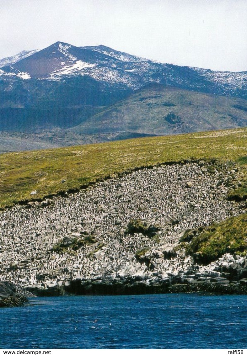 1 AK Marion Island Zu Südafrika * Der Berg "State President Peak" 1237 Meter Mit Pinguinkolonie * - Südafrika