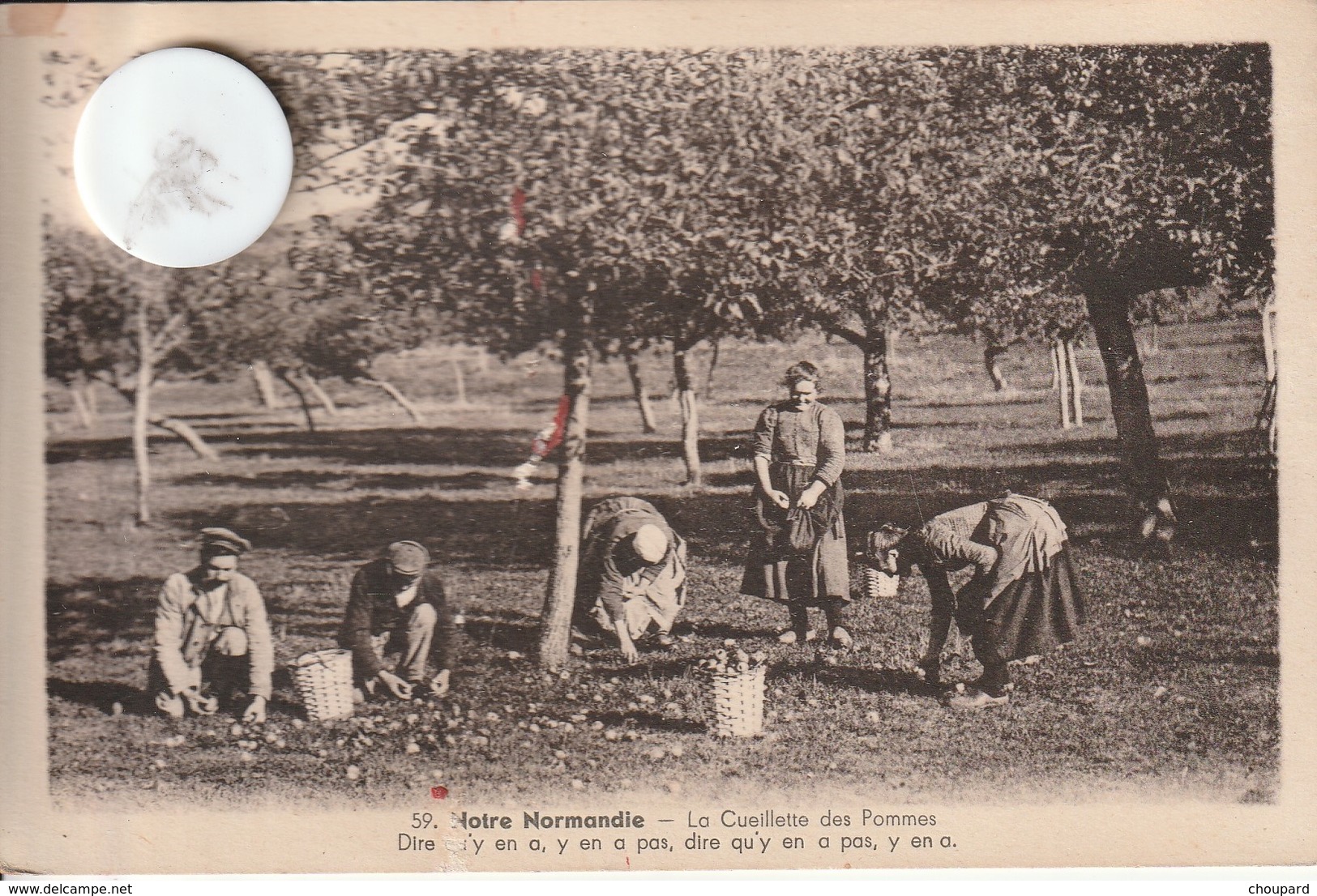 14 - Carte Postale Ancienne De LA CUEILLETTE DES POMMES - Bayeux